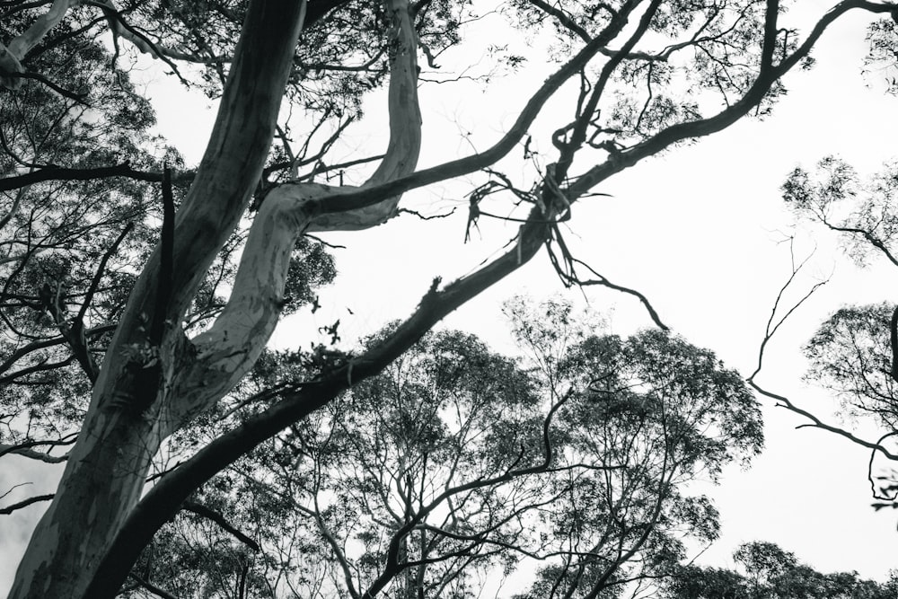 Una foto en blanco y negro de algunos árboles