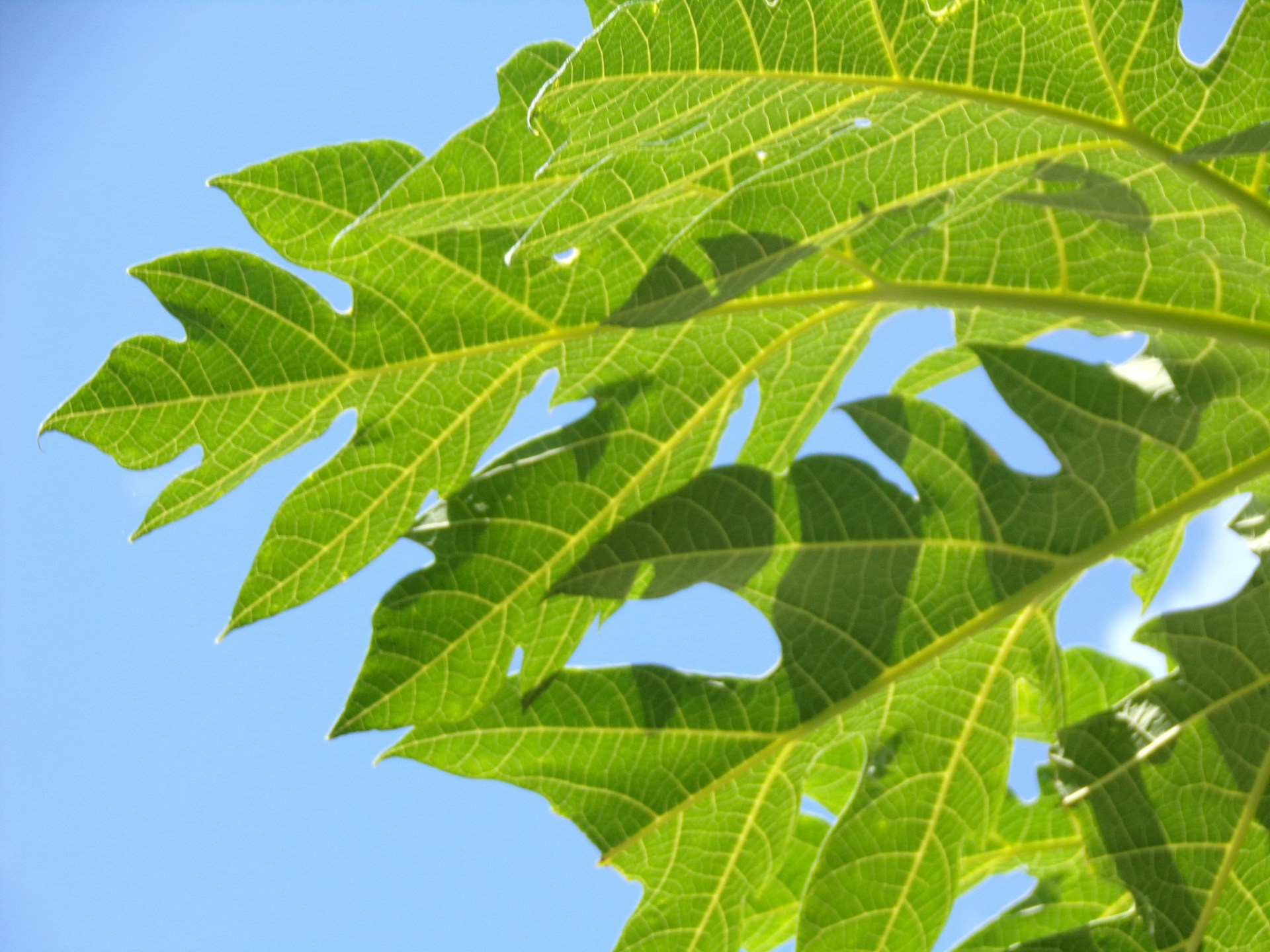 a close up of a green leaf against a blue sky