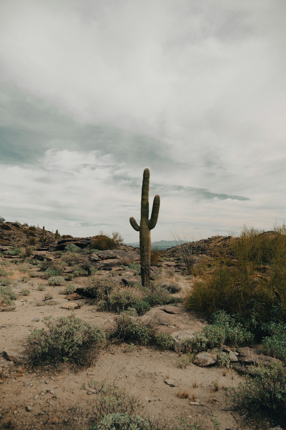 a large cactus in the middle of a desert