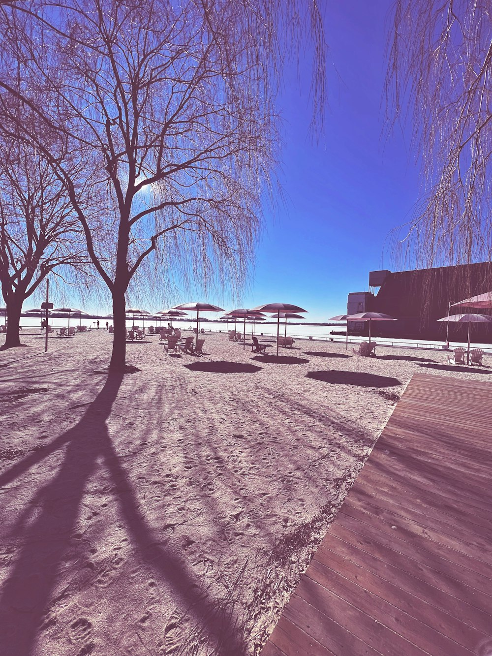 a sandy area with trees and umbrellas on a sunny day