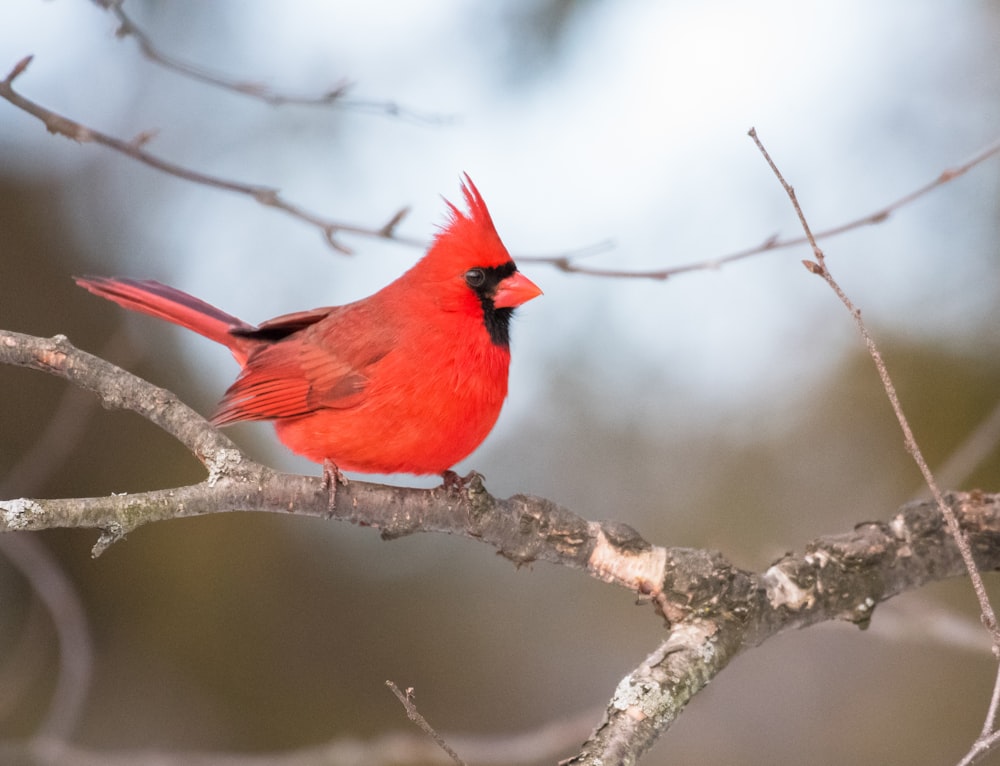 a red bird sitting on a branch of a tree