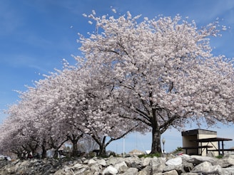a large tree with lots of pink flowers