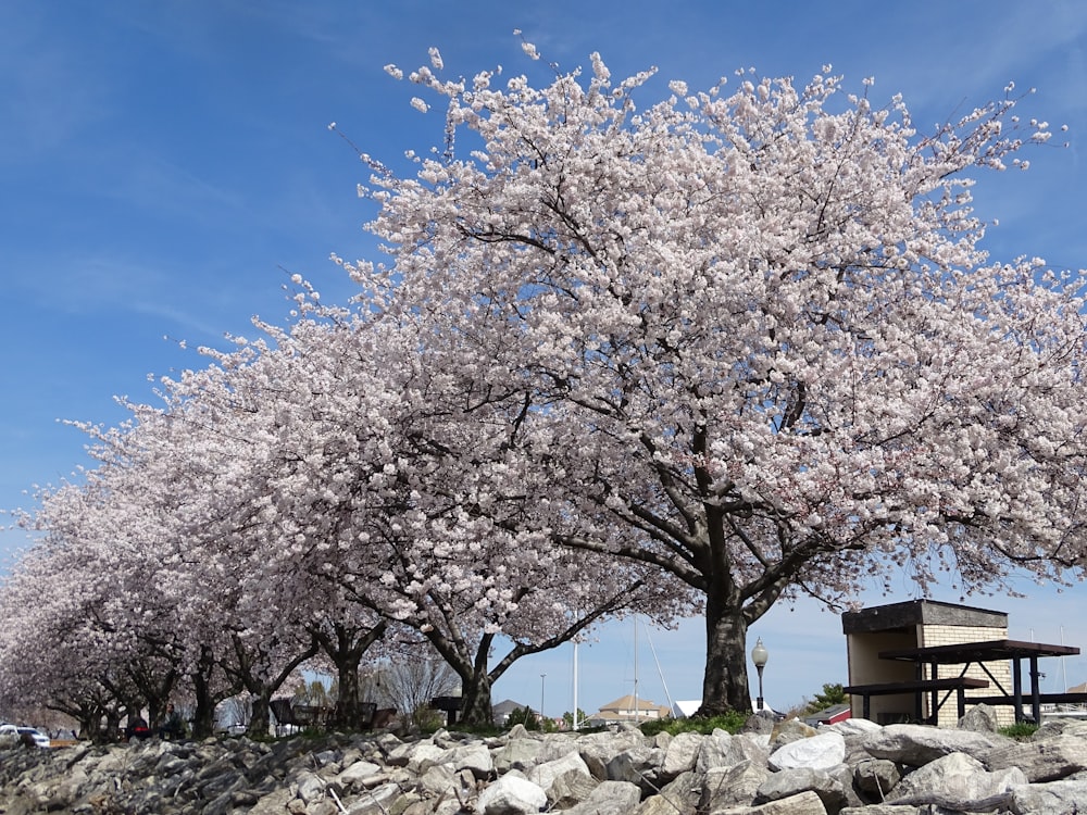 a large tree with lots of pink flowers