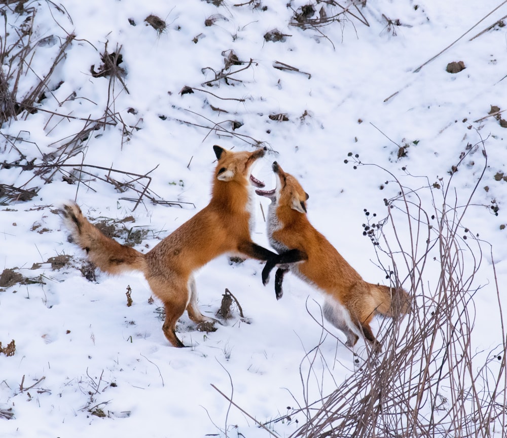 two foxes playing in the snow with each other