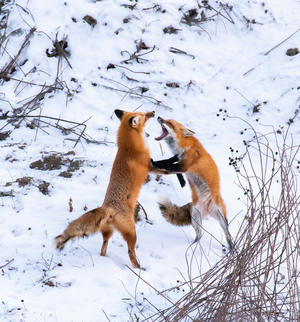 Un couple de renards jouant dans la neige