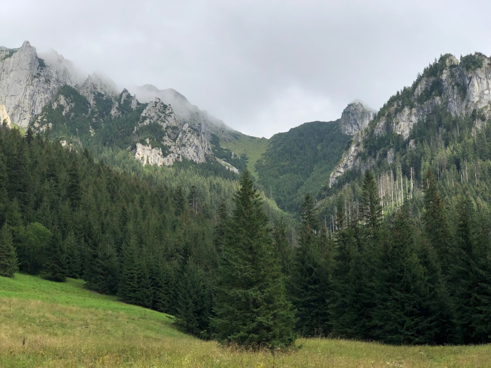 a grassy field with trees and mountains in the background