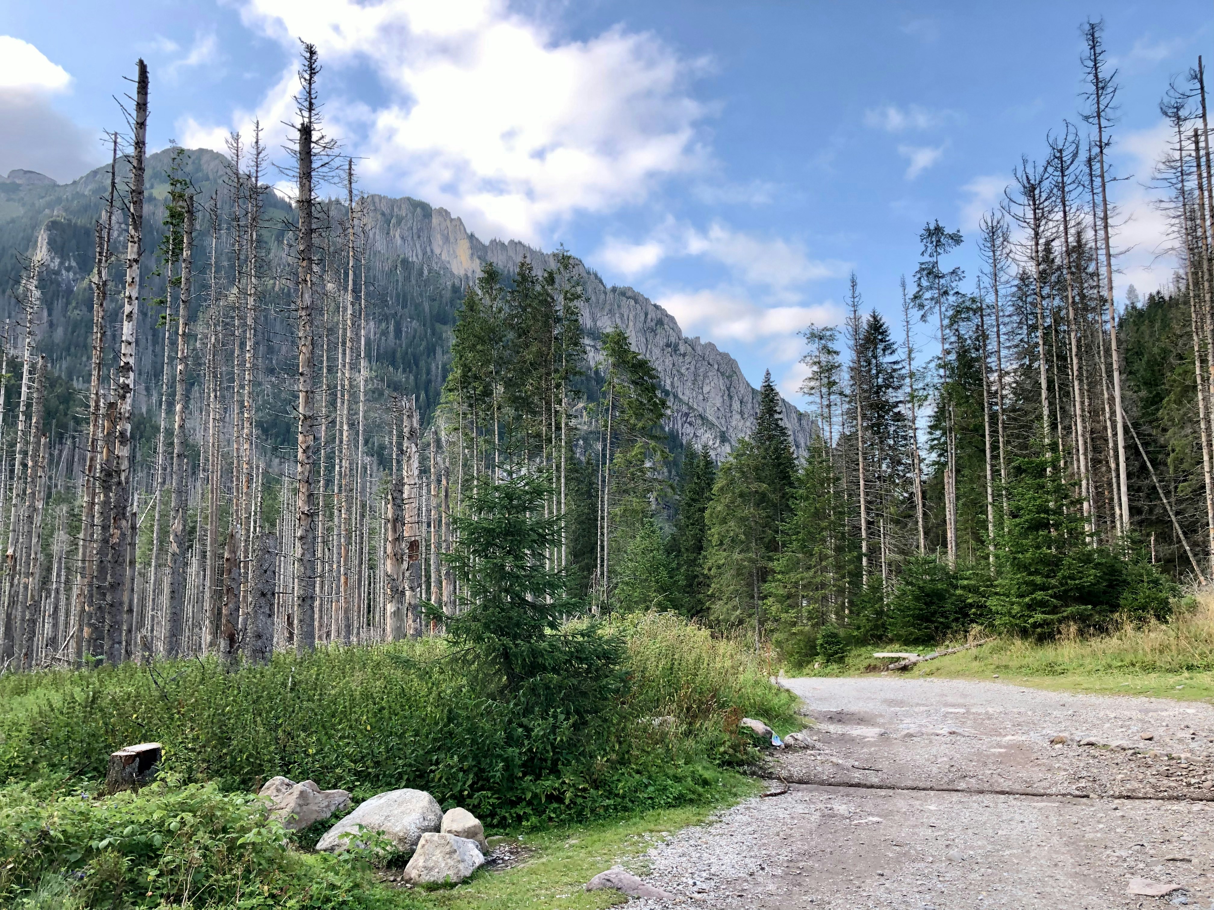 Photo by maksym_harbar