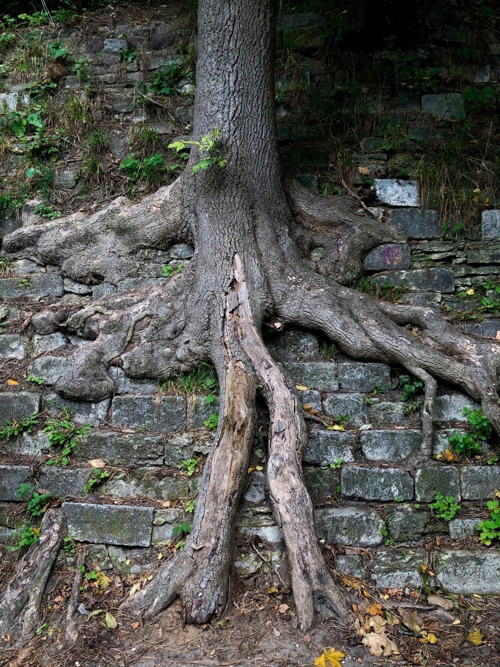 un árbol que está creciendo fuera de una pared de ladrillos