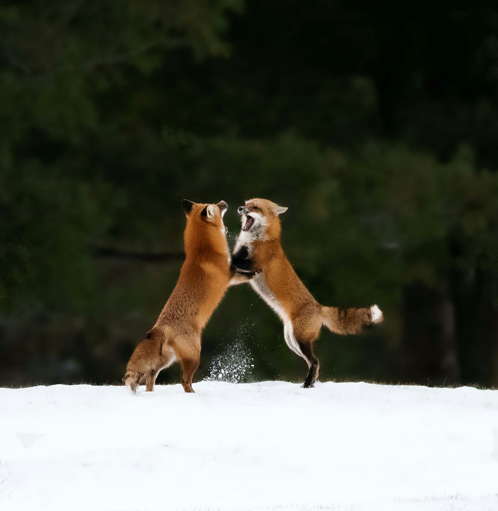 two foxes playing in the snow with each other