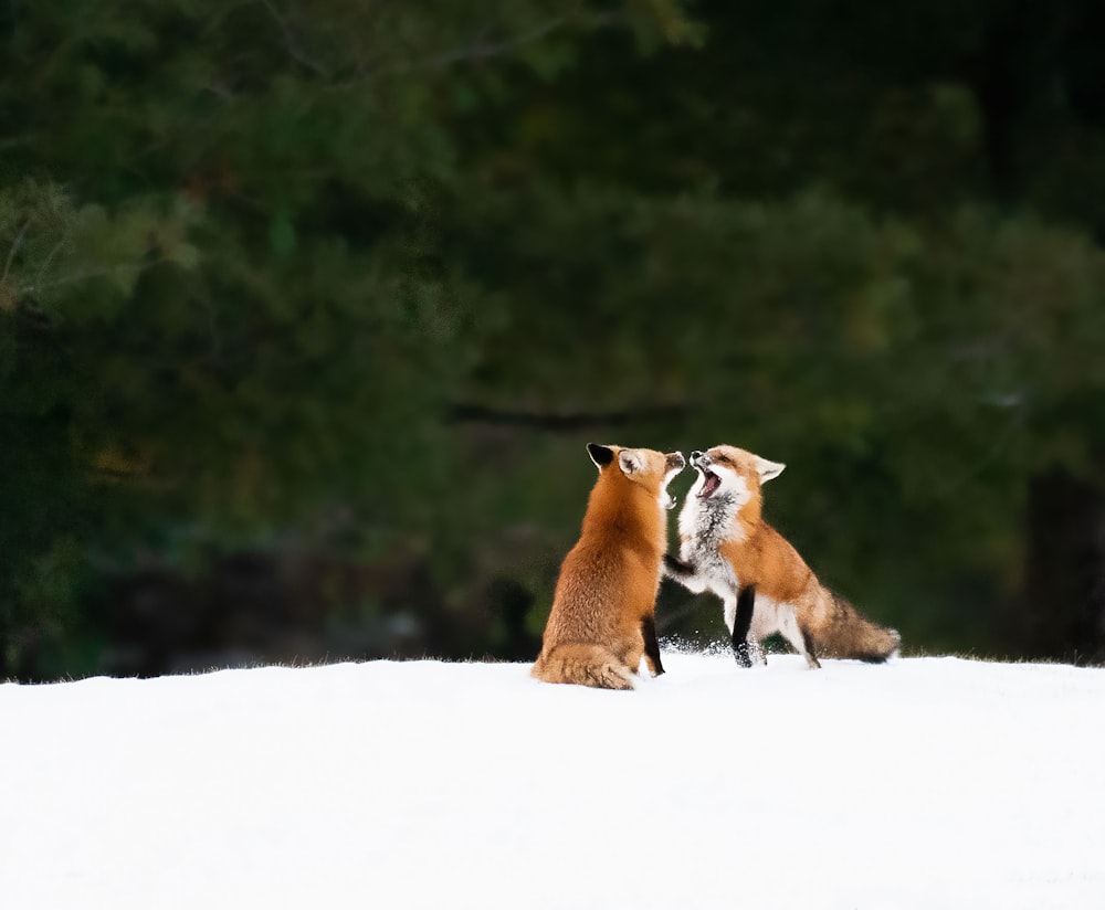 a couple of foxes playing in the snow