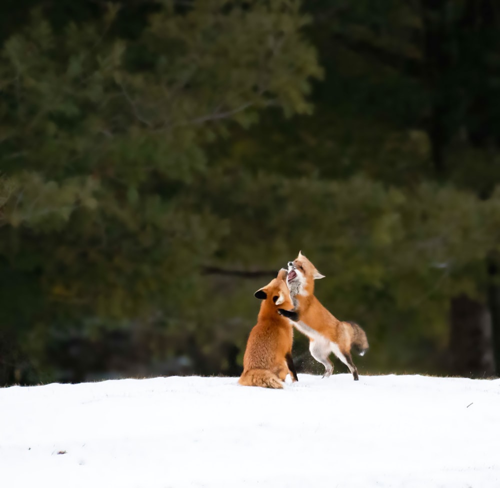 two foxes playing in the snow with each other