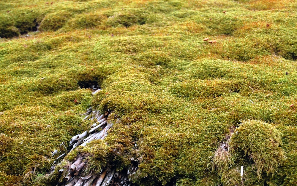 a close up of a patch of green moss