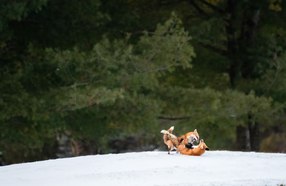 a dog laying on top of a snow covered field