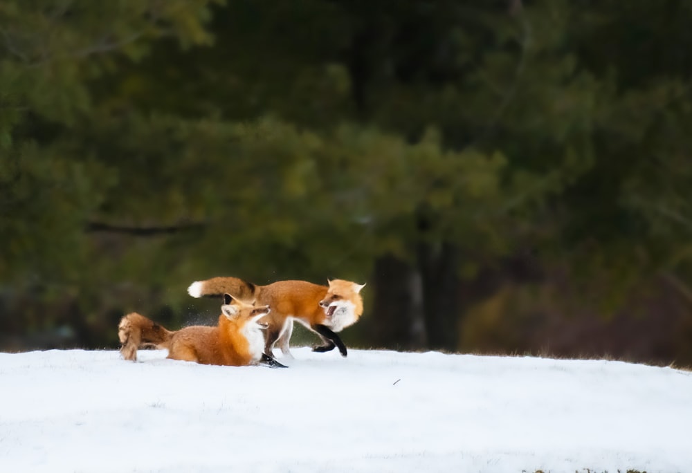 um casal de raposas brincando na neve