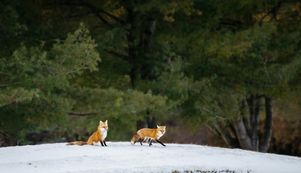 a couple of foxes walking across a snow covered field