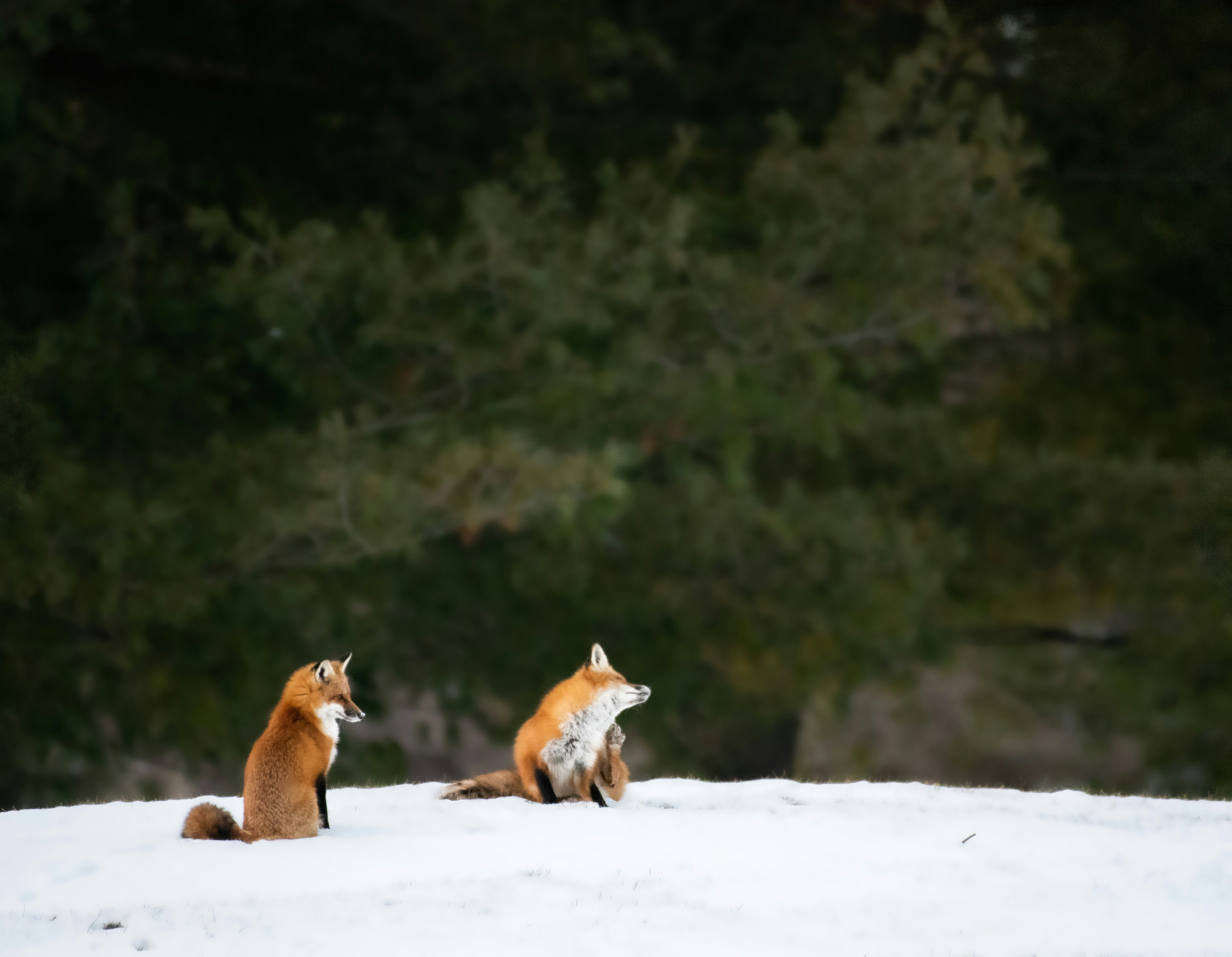 Photo by prazanthy