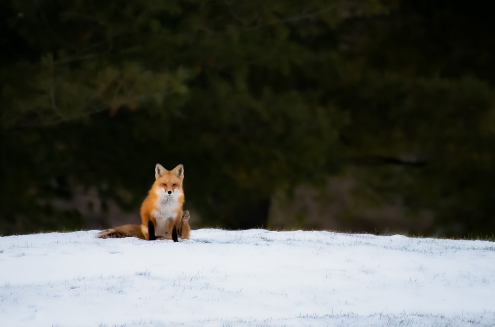 a red fox sitting on top of a snow covered field