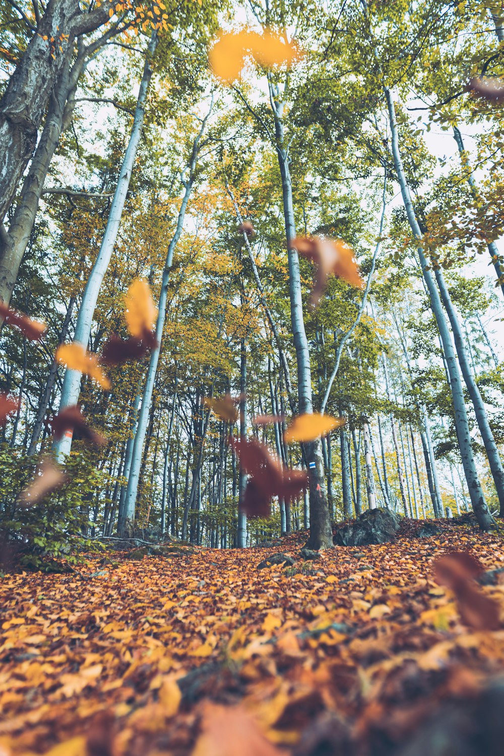 a forest filled with lots of leaf covered trees