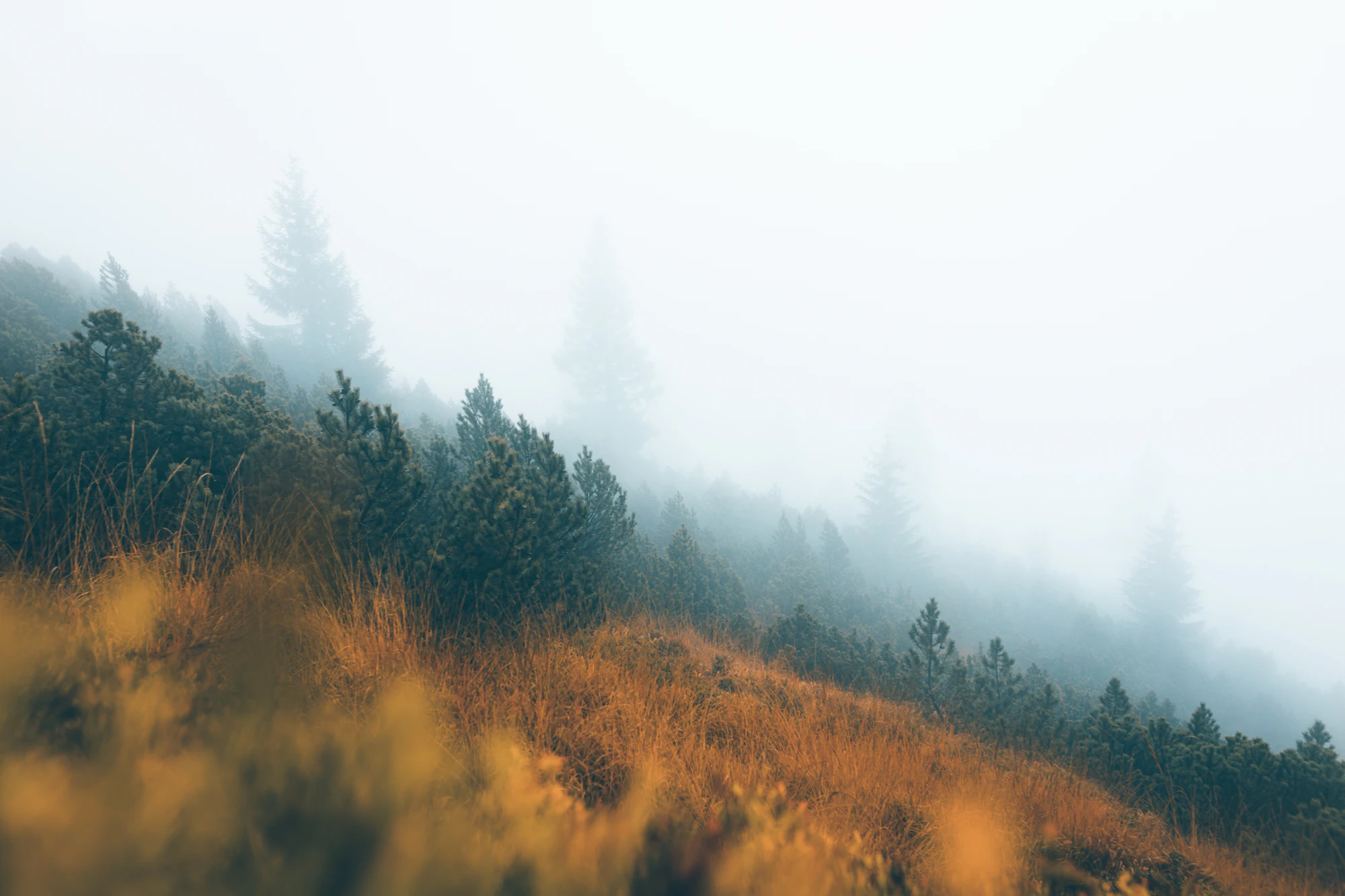 European wetland in fog