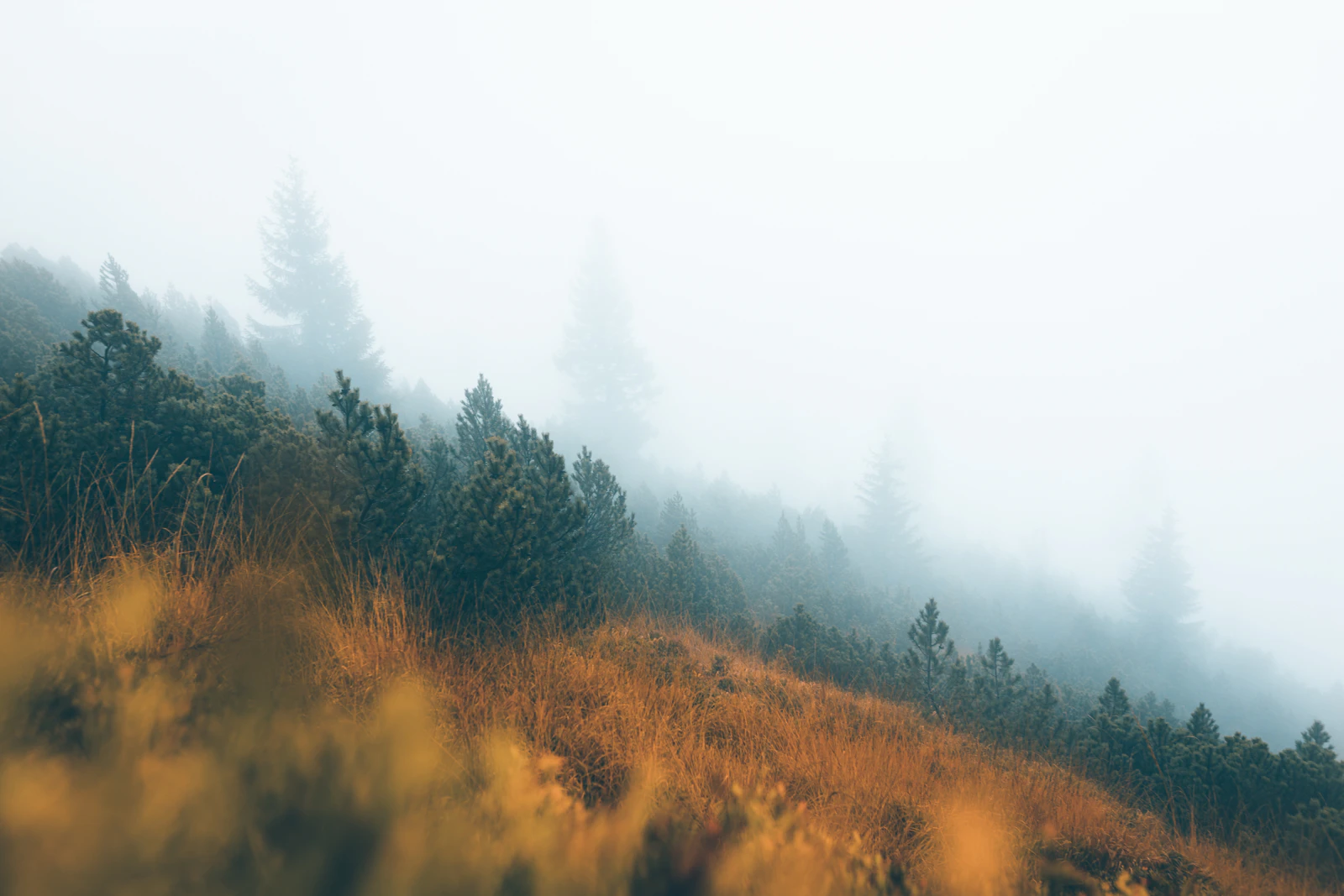 One System, Not Fragments: The Case for an Integrated Rewilding Model