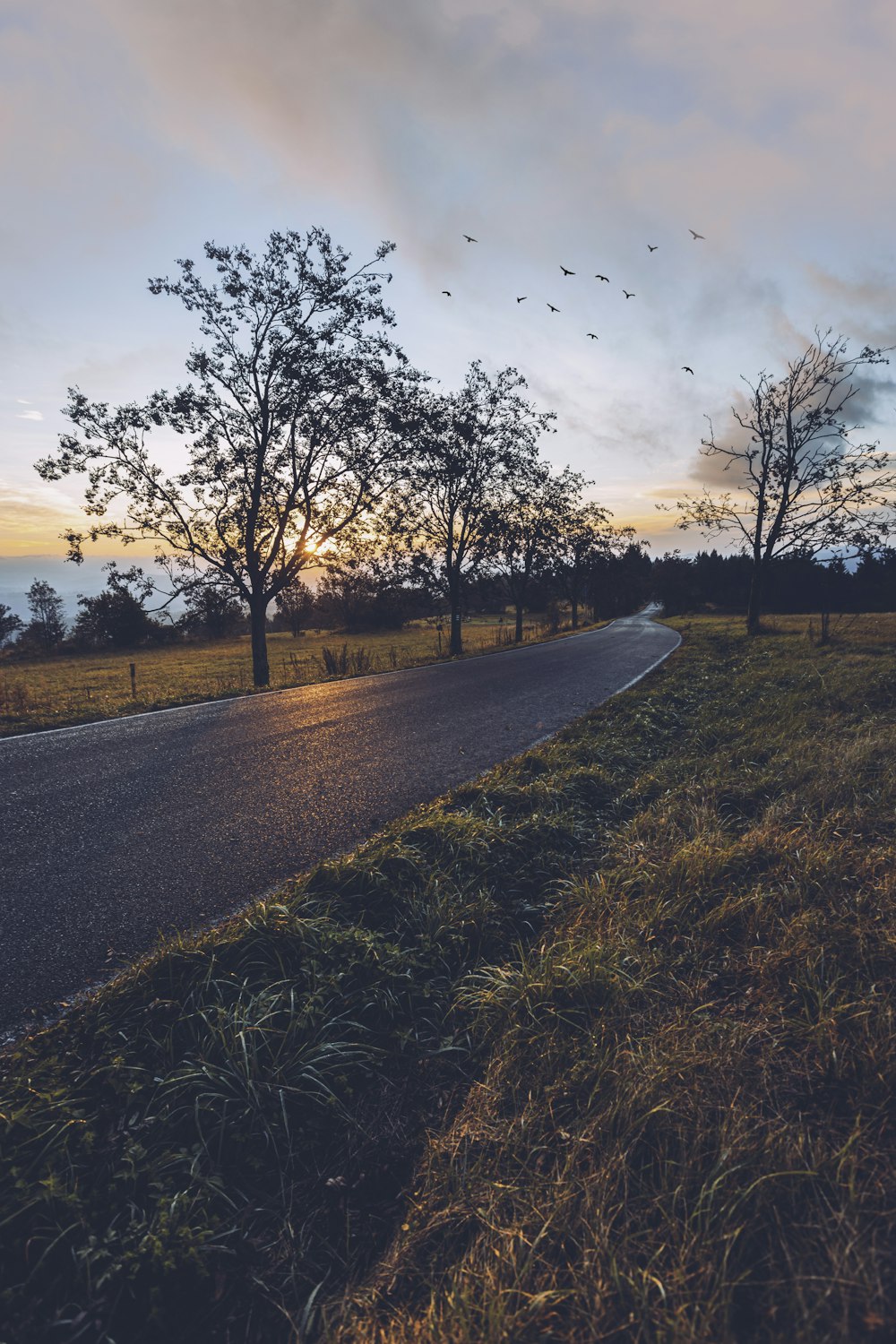 oiseaux survolant une route rurale au coucher du soleil