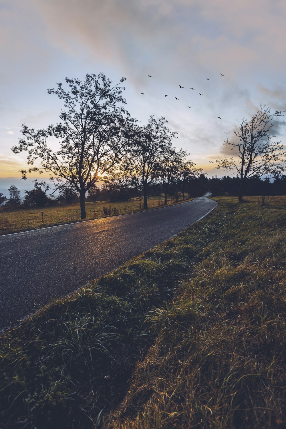 birds flying over a rural road at sunset