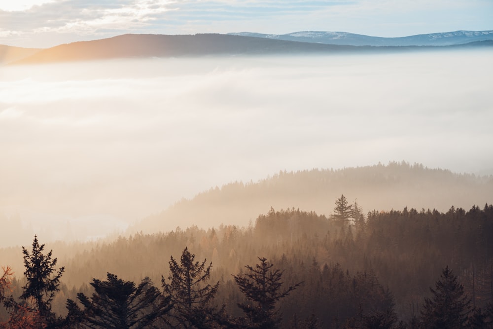 une vue d’une montagne brumeuse avec des arbres au premier plan