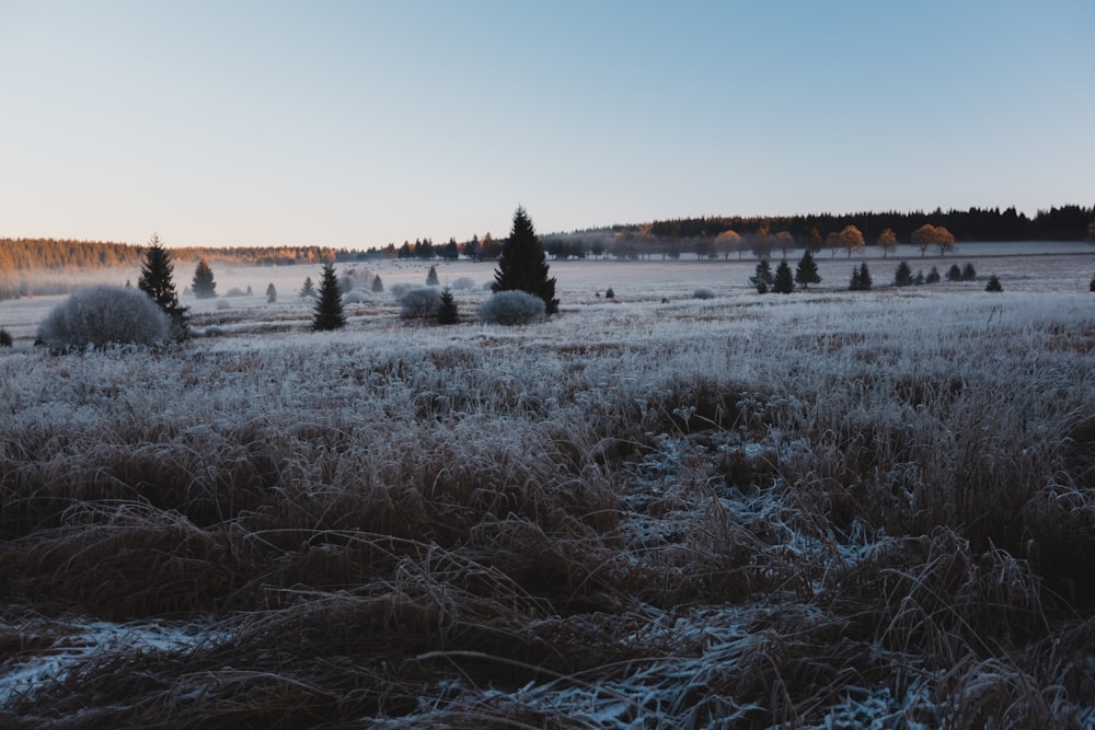 a frosty field with trees in the distance