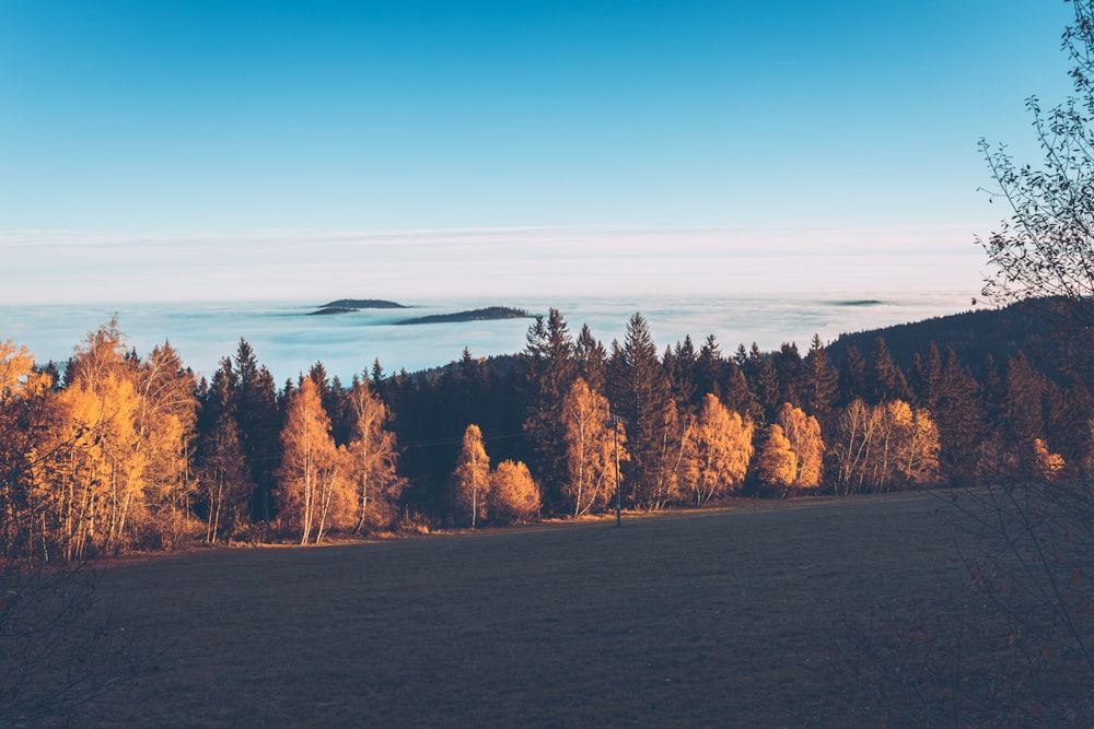 a field with trees and a mountain in the background