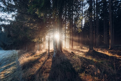 the sun is shining through the trees in the woods