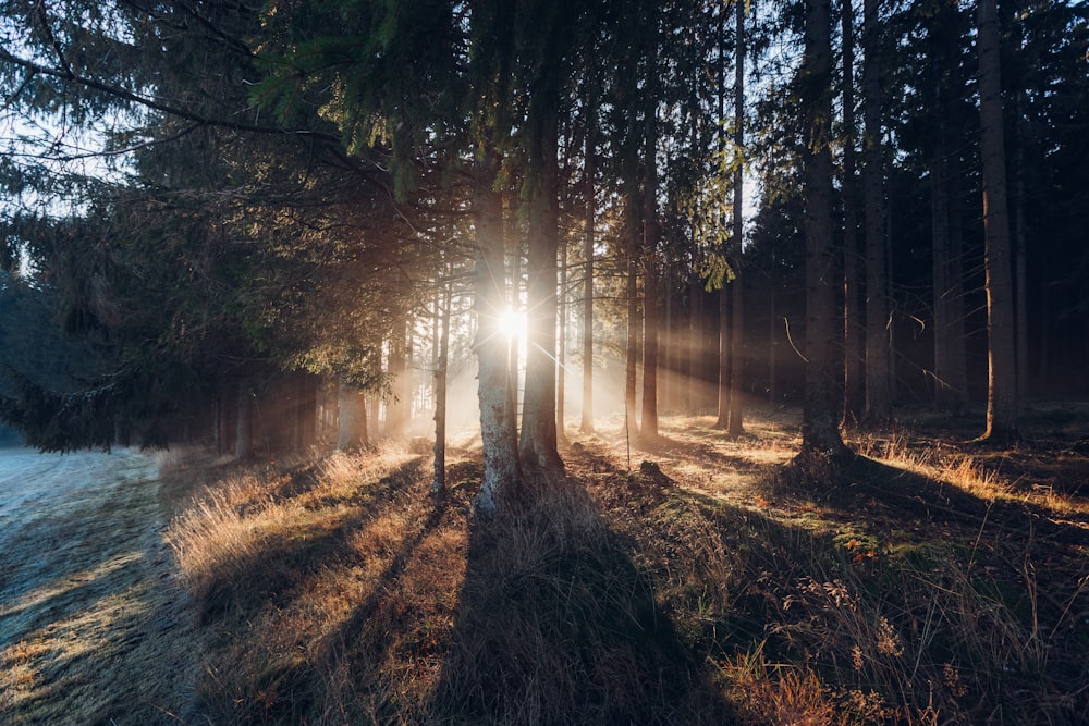 the sun is shining through the trees in the woods