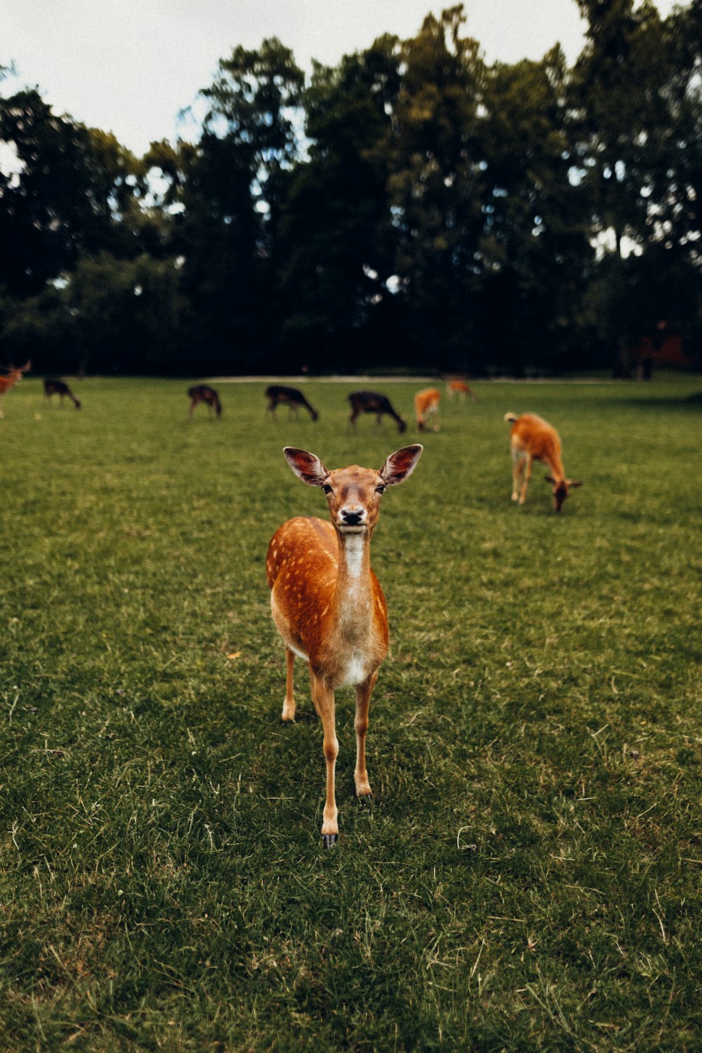 a herd of deer standing on top of a lush green field