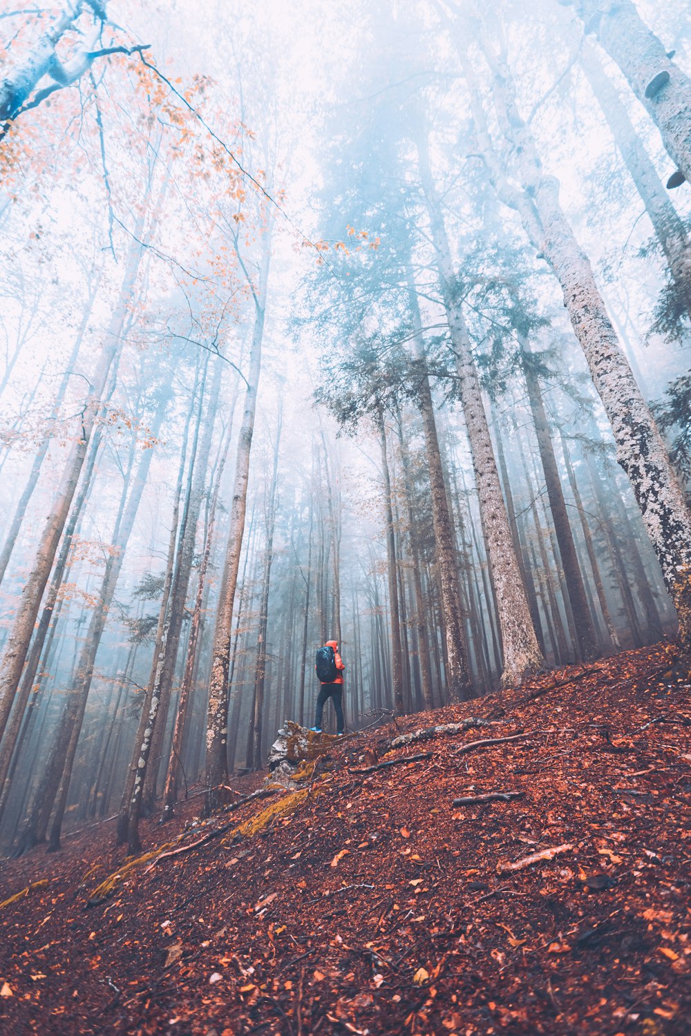 a person standing in the middle of a forest