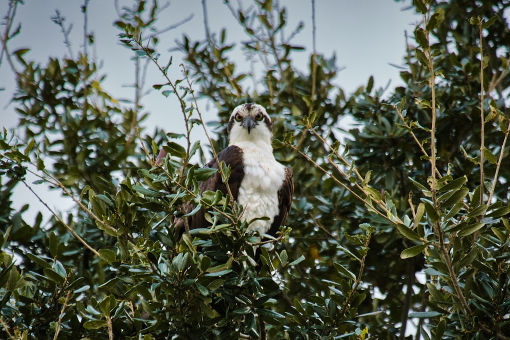 um falcão está sentado em uma árvore olhando para a câmera