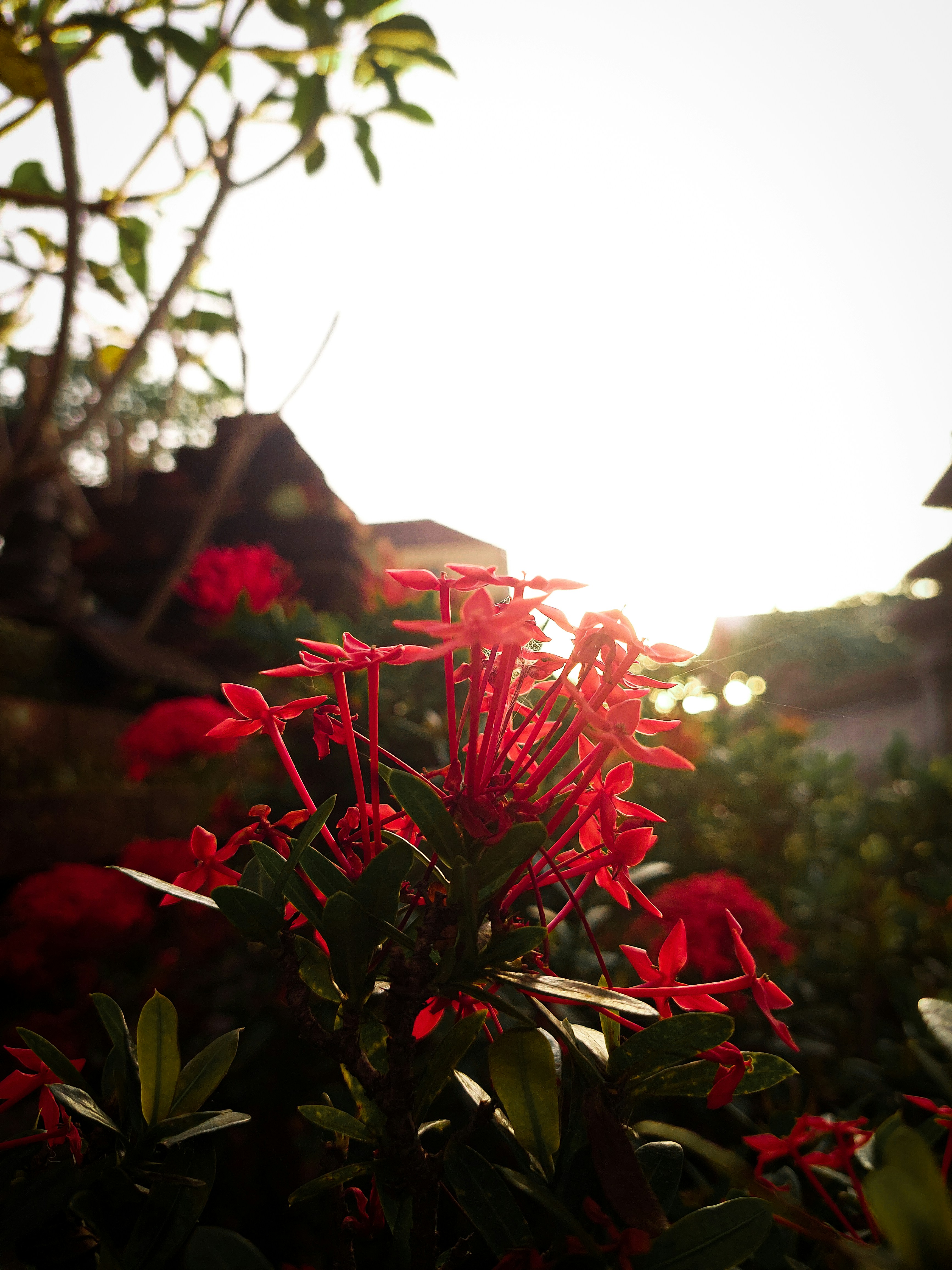 a bush with red flowers in front of a building