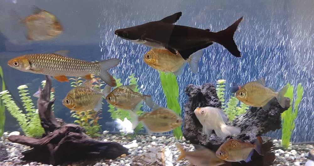 a group of fish swimming in an aquarium
