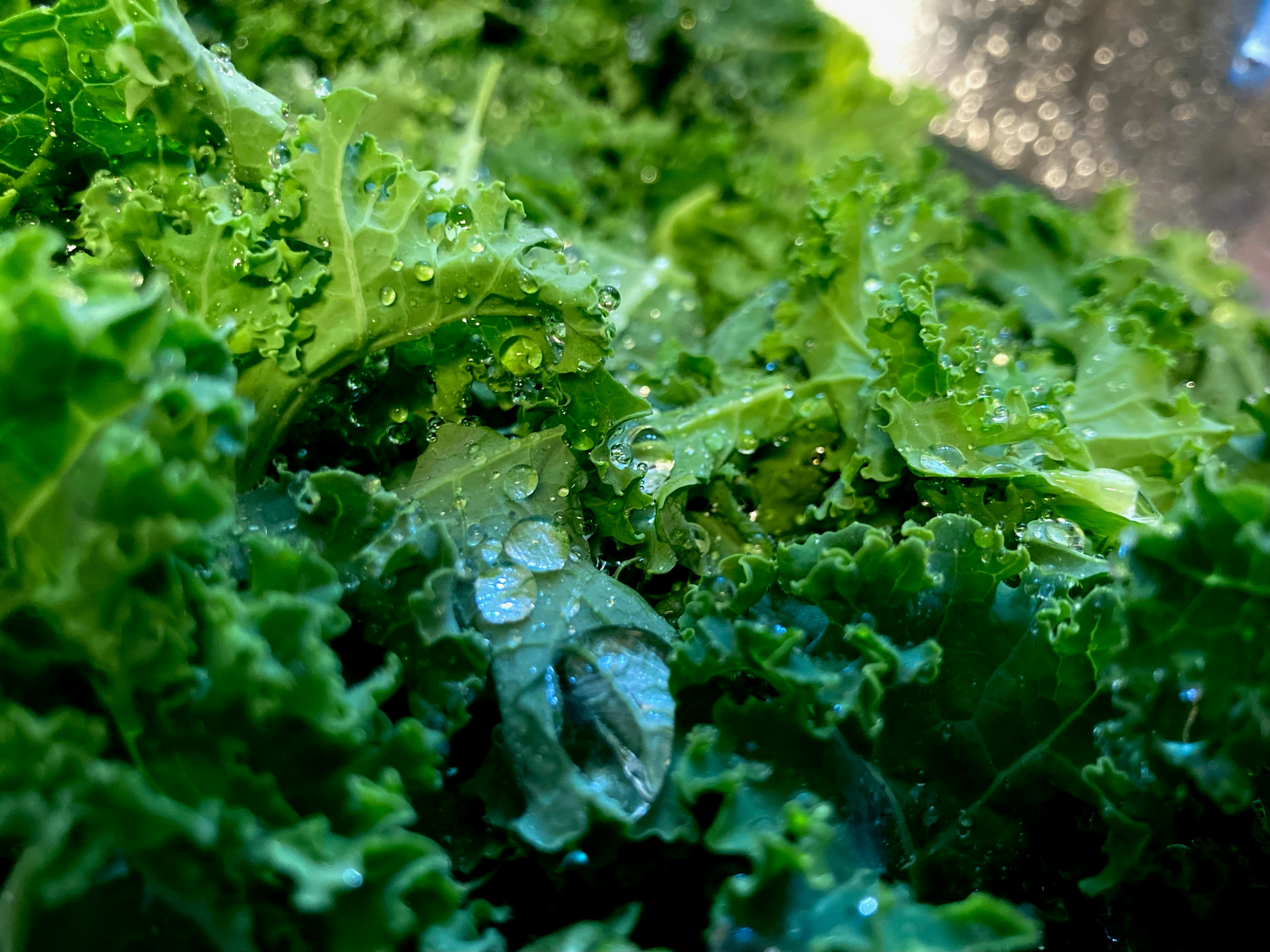 Fresh Organic Kale
