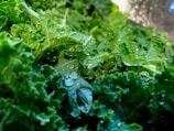 Close-up of vibrant sage green kale leaves glistening with morning dew.