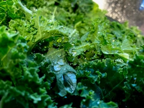 Close-up of vibrant sage green kale leaves glistening with morning dew.