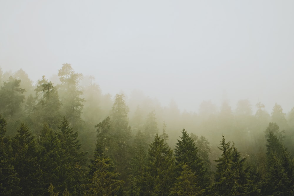 a foggy forest filled with lots of trees