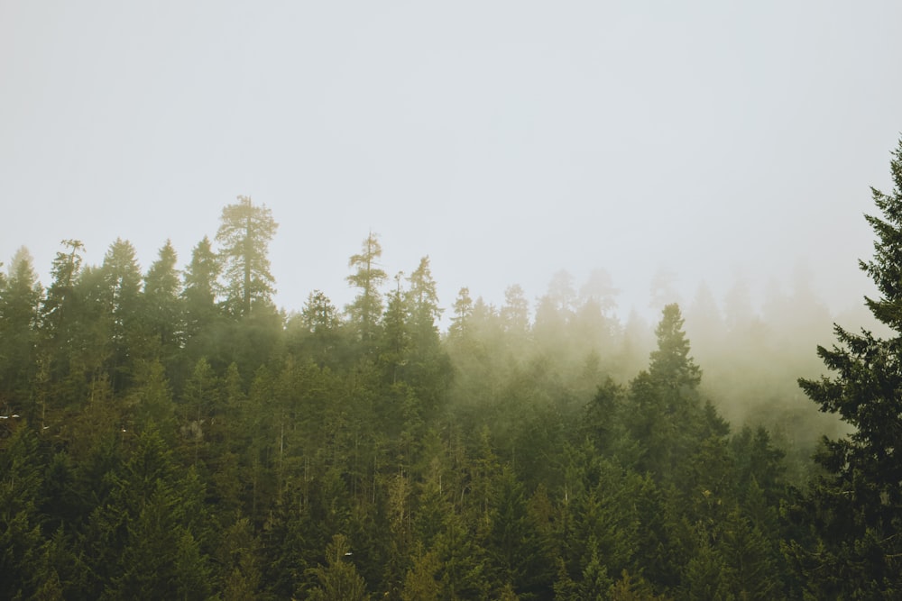 Una foresta nebbiosa piena di molti alberi