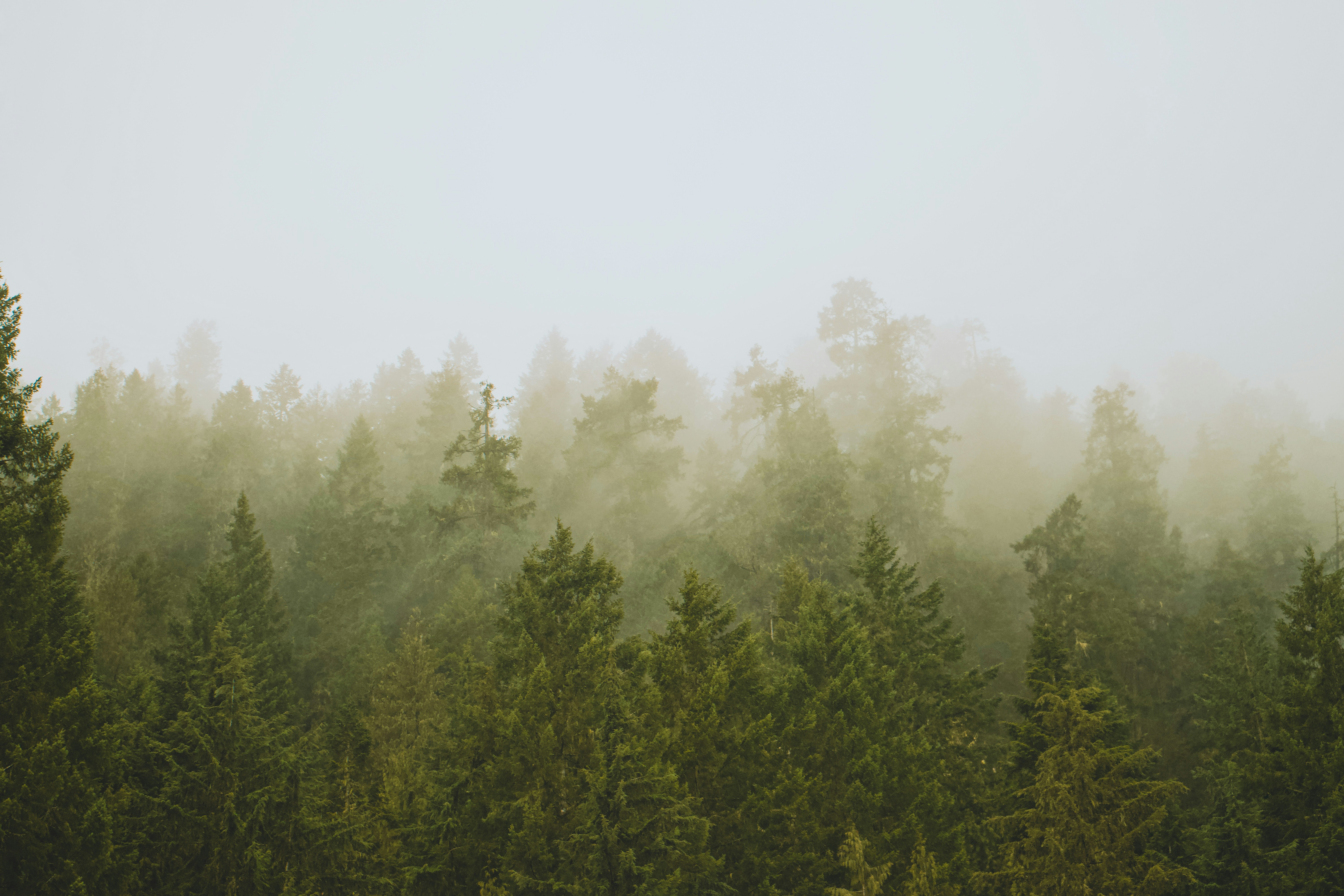 a foggy forest filled with lots of trees, 