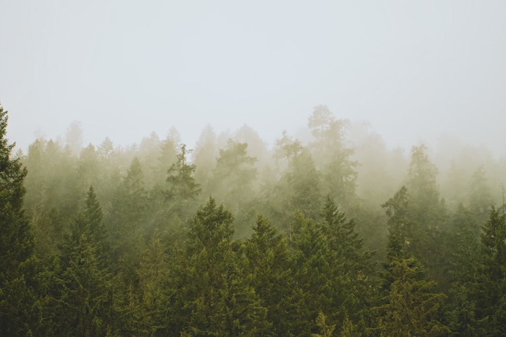 a foggy forest filled with lots of trees