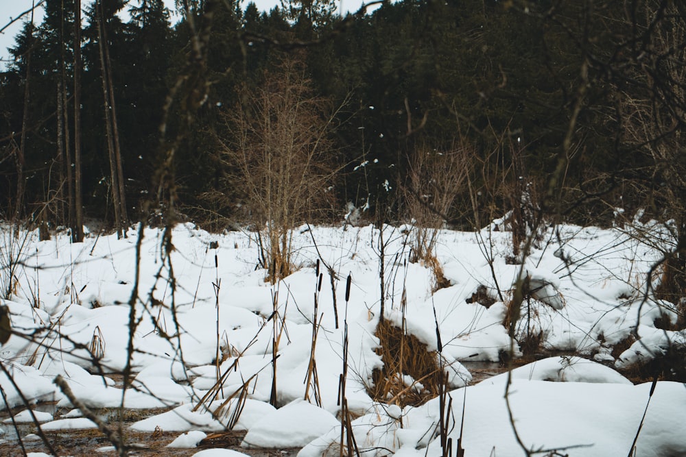 a stream running through a snow covered forest