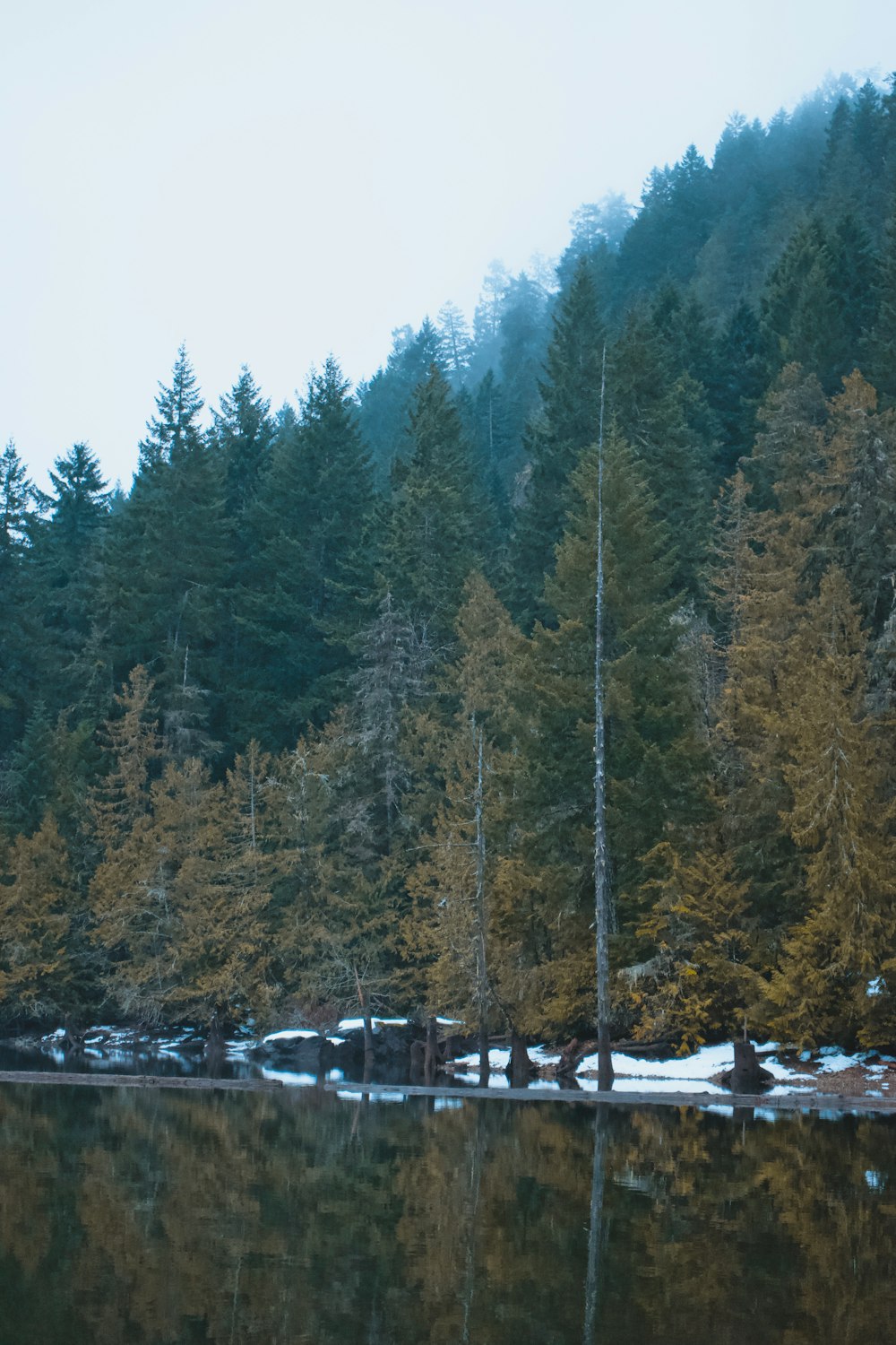 a body of water surrounded by a forest