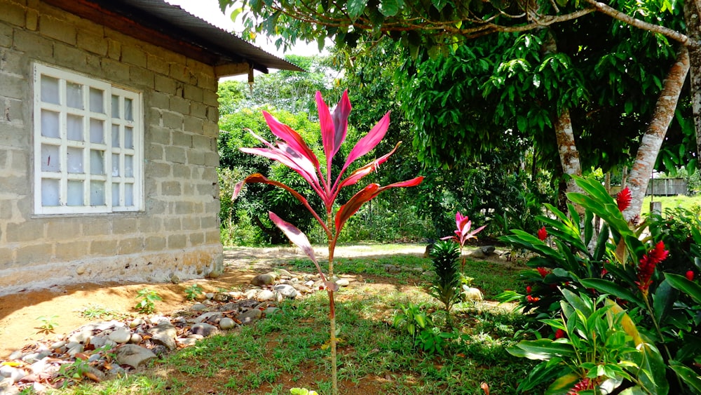 a red plant in front of a house