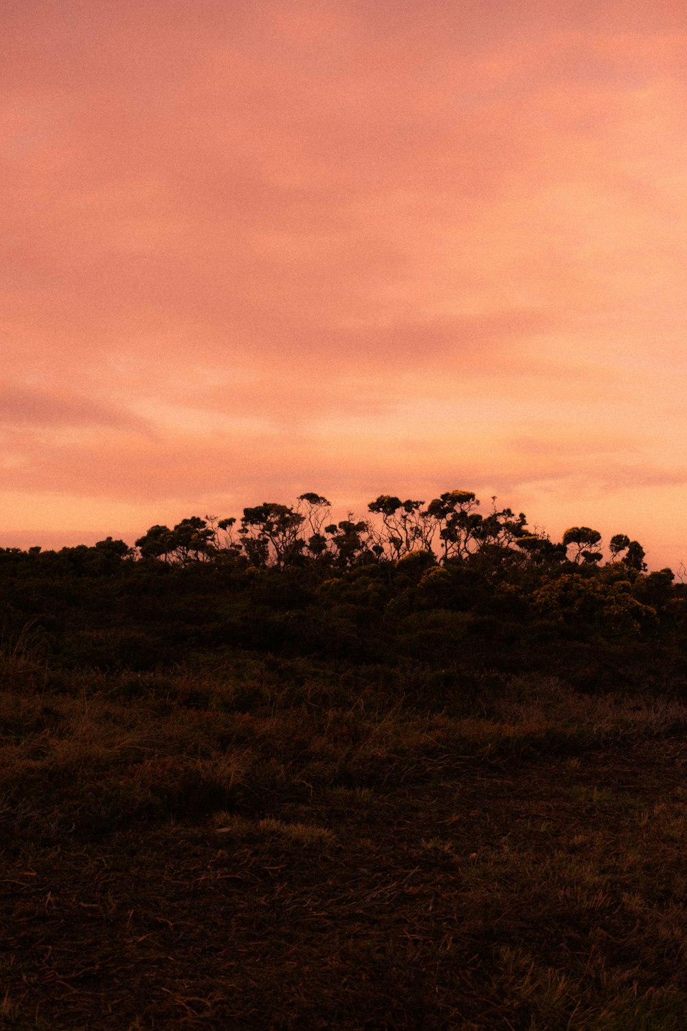 a giraffe standing on top of a lush green field