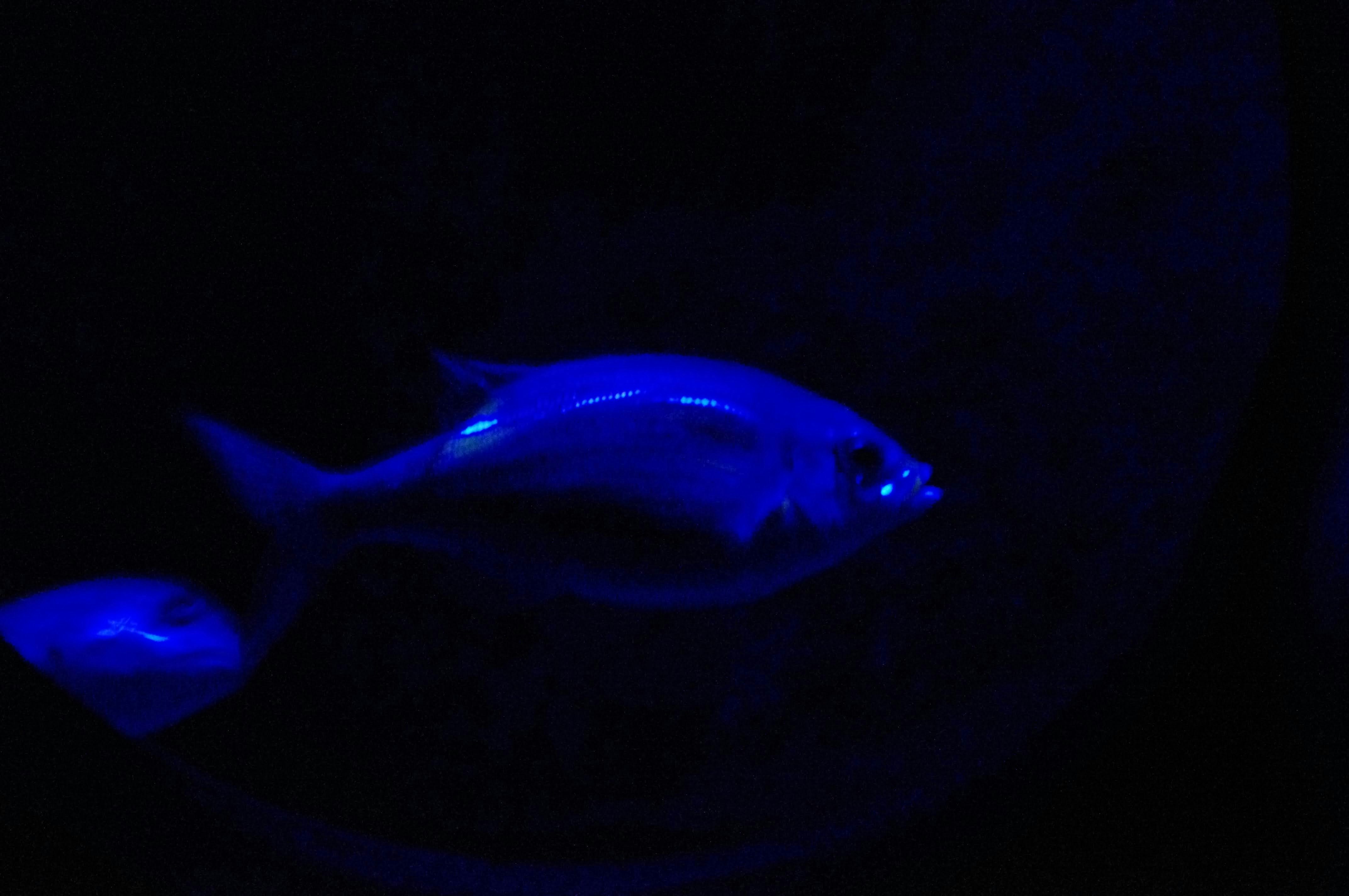 ikan yang bersinar dalam kegelapan