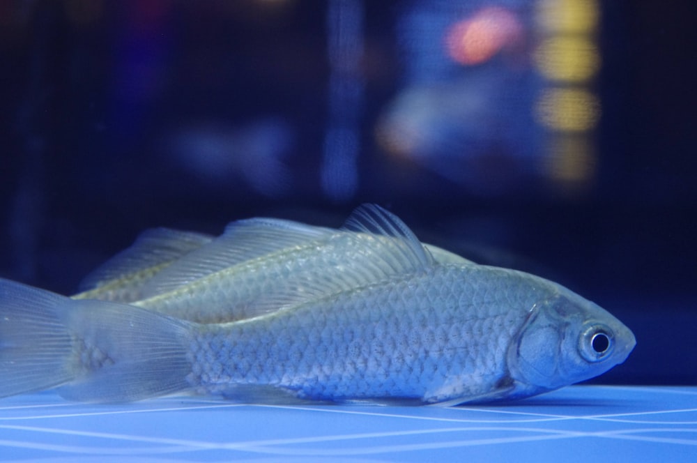 a fish that is sitting on a table