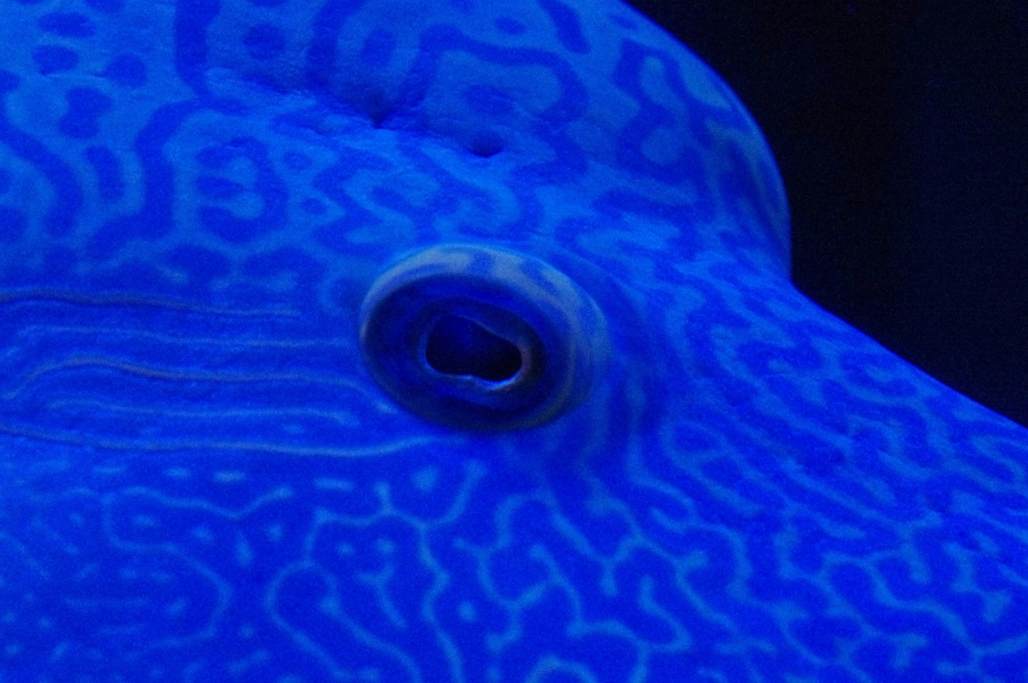 close-up objek biru dengan latar belakang hitam
